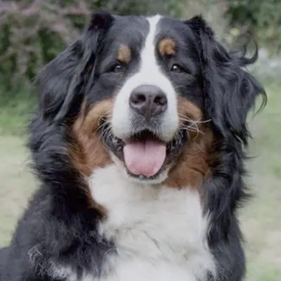 Original phone photo of a Bernese Mountain Dog