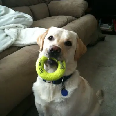 Dog